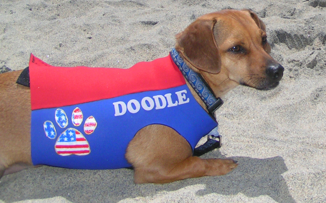That's me in the sand at Dog Beach. My brother Dude and I were named after Howdy Doody . Photo: (c) Barb Ayers, DogDiary.org