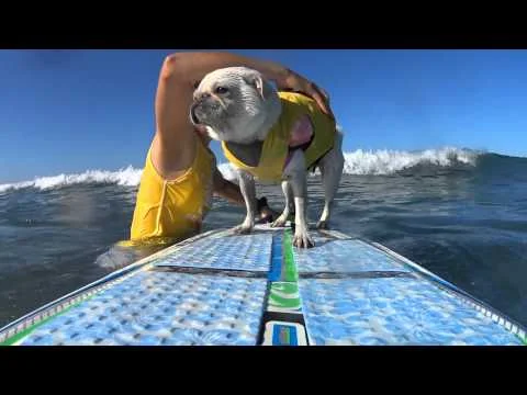 Surf Gidget The Pug Surfs Surf City Surf Dog Competition 2015