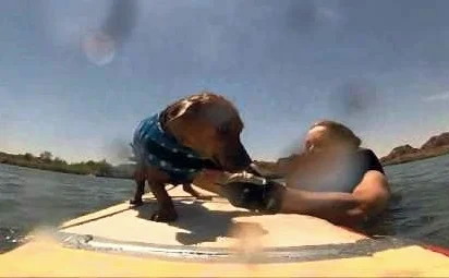 Beginner surf dog rips it up - Dinky doxie Doodle, Surf Dog Diaries writer with dog mom Barb Ayers