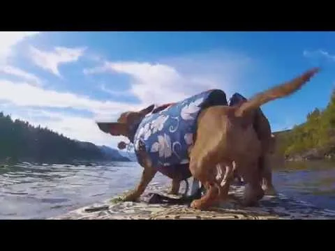 Dogs days off - with Dude and Doodle of Surf Dog Diaries - DogDiary.org