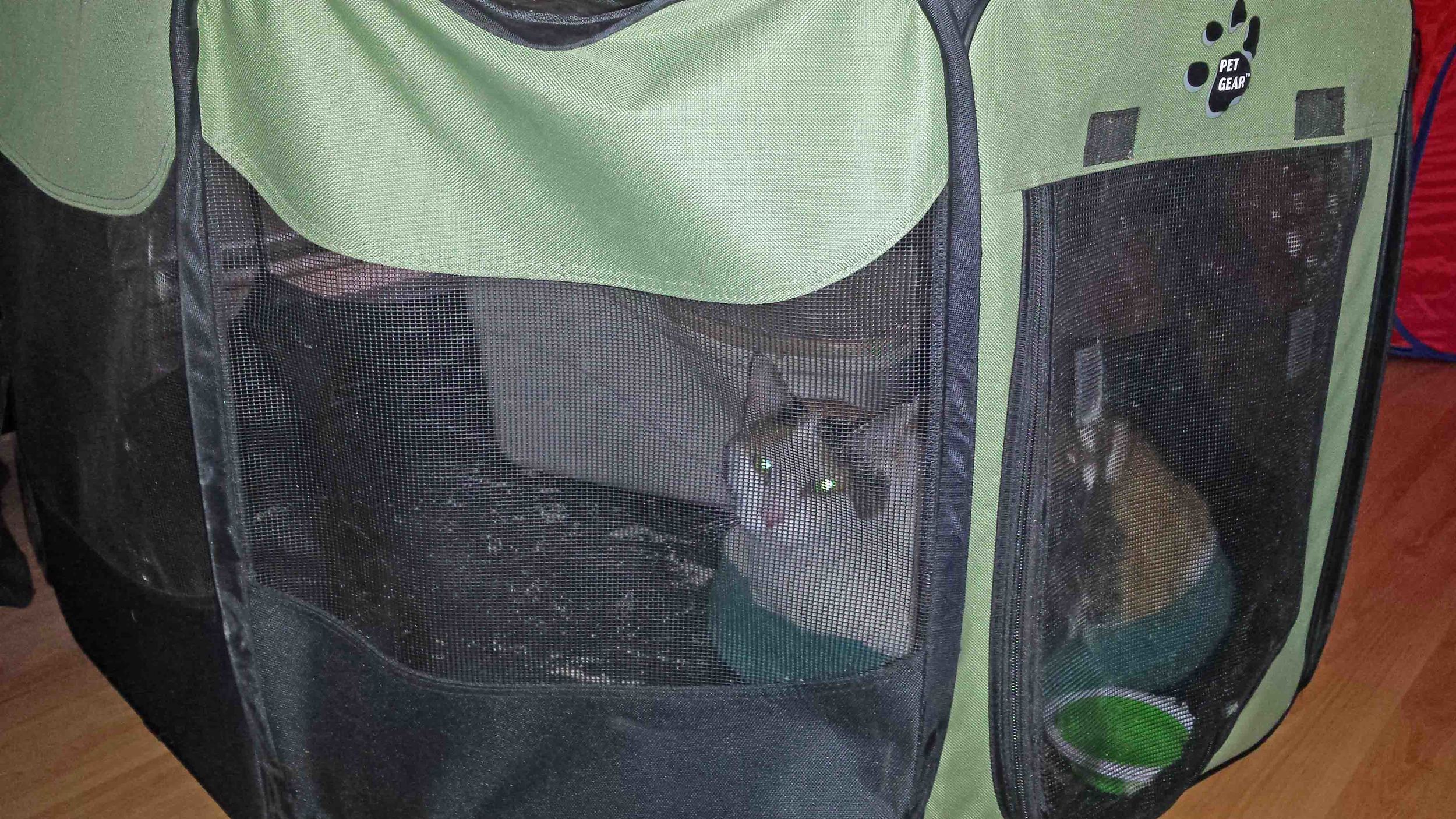 Tia goes camping. This is her condo, after being in the small to-go bag for the evacuation trip. These fold out pet soft-sided playpens are perfect!