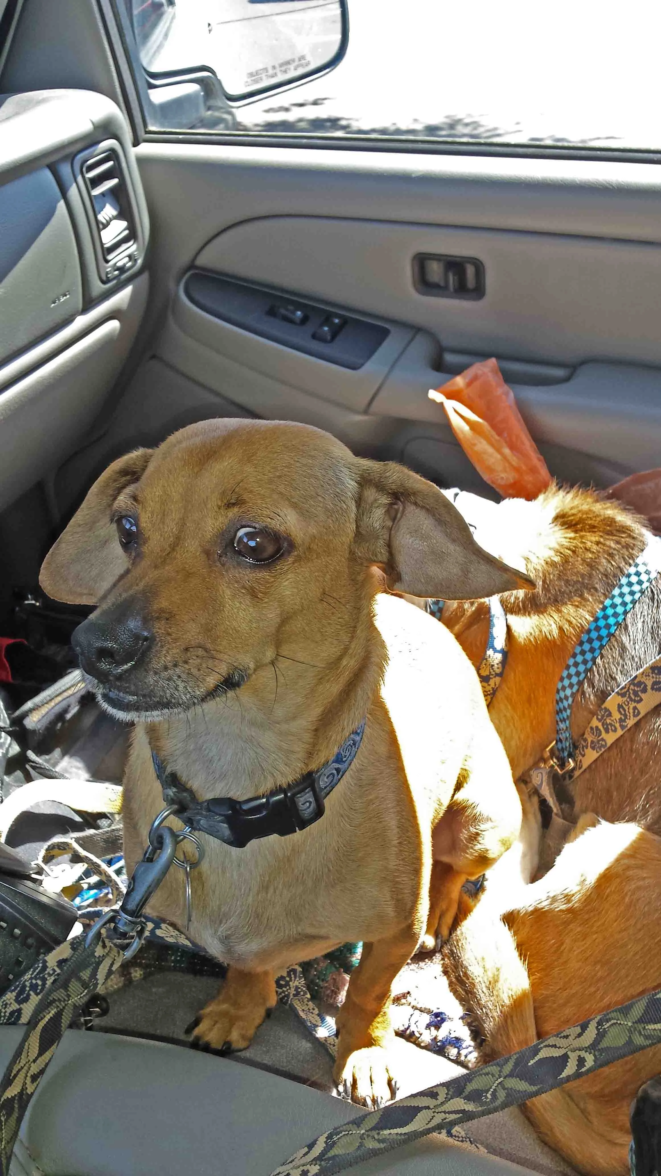 the bad car ride - whites of Doodles eyes.jpg
