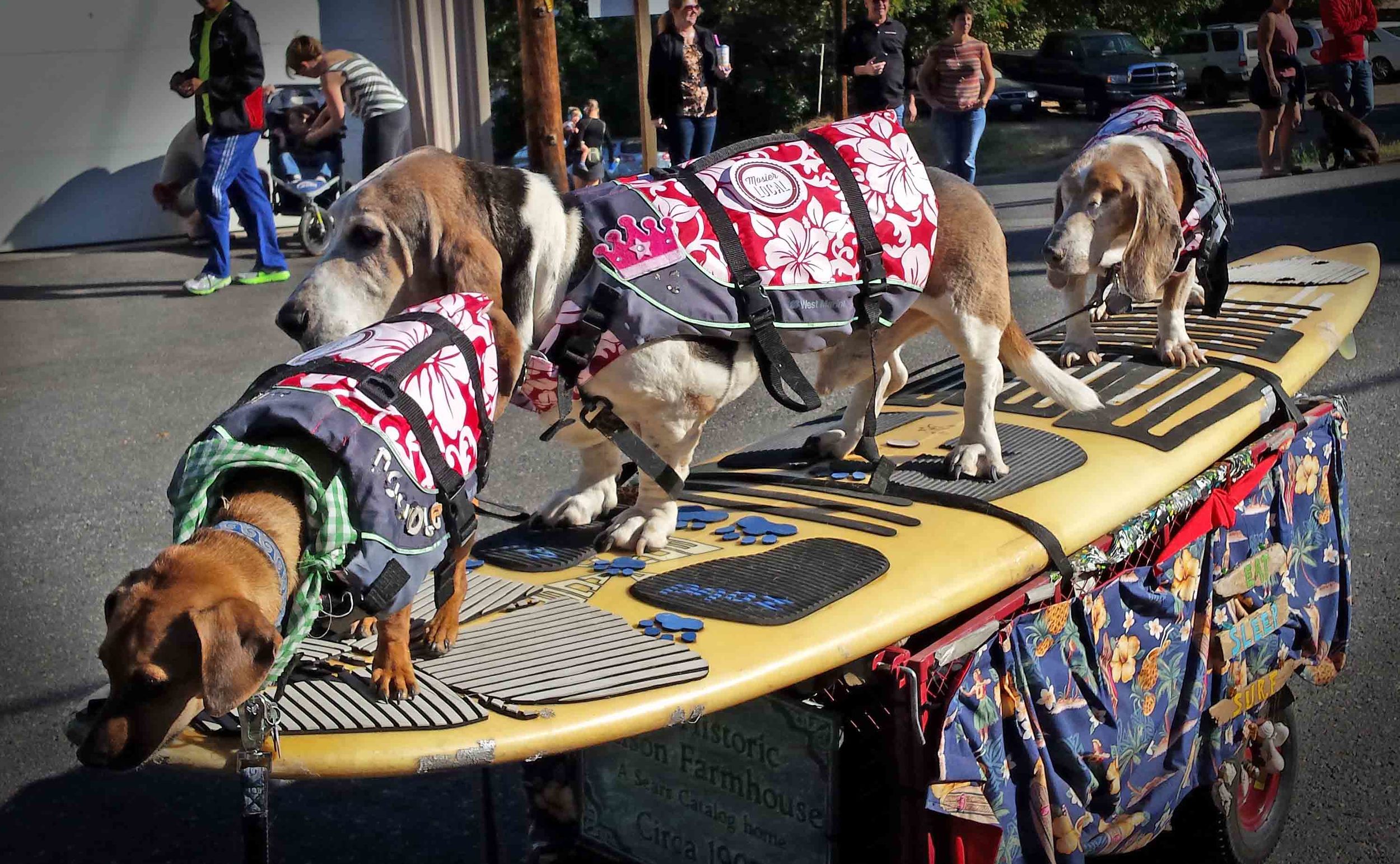 Mosier 100 parade SurfDogs.jpg