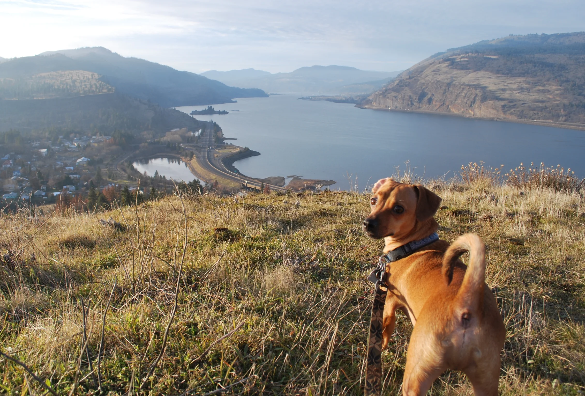 Doxie Doodle, rescue dog, on New Year's Day