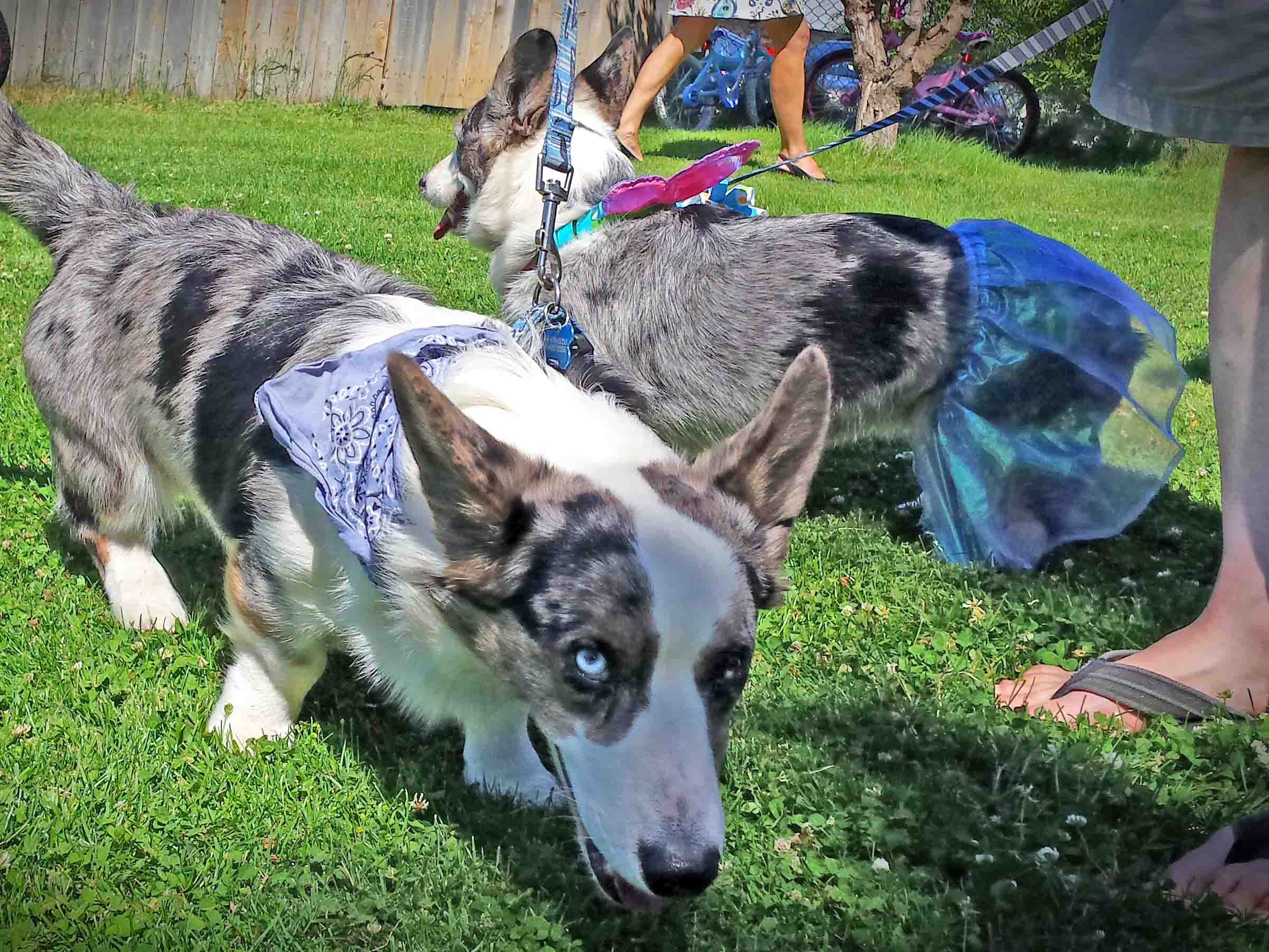 Way cool dogs at the Mosier picnic