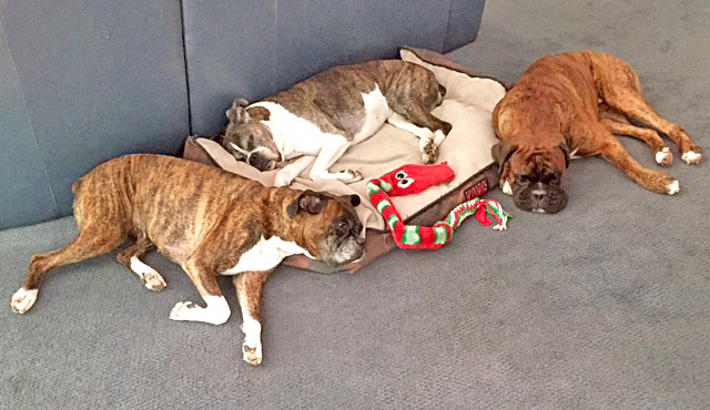 Rupert here, with my pack mates. I'm the handsome one on the right.