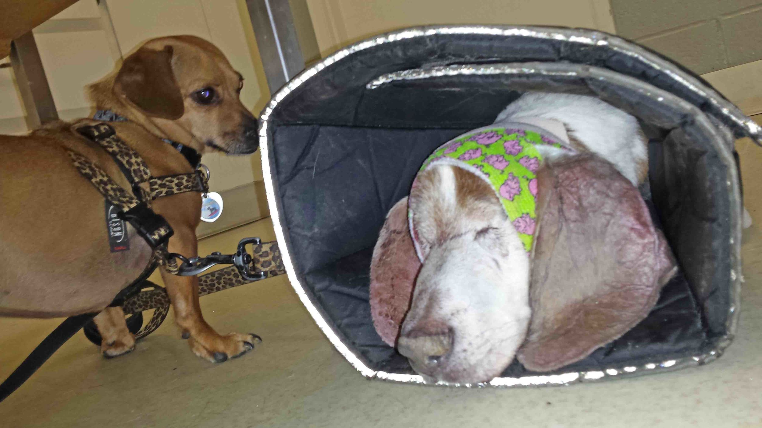 We had an emergency vet visit today. Doodle on the left is worried. So am I.