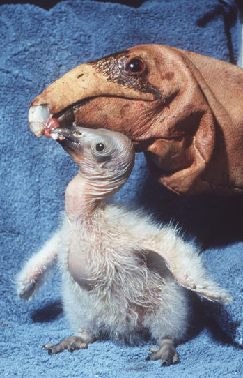 CA condor chick at San Diego Zoo's Safari Park captive breeding program.
