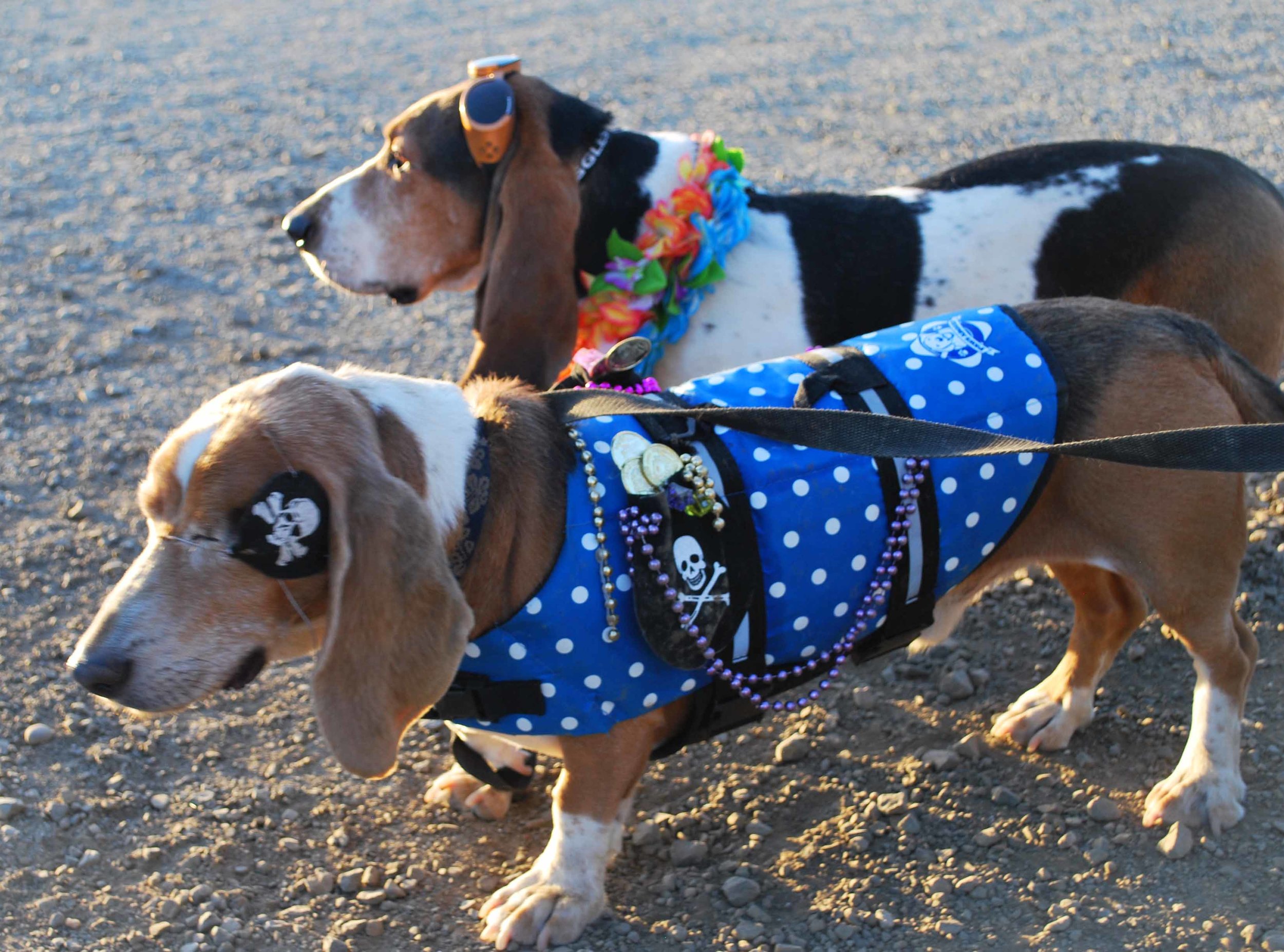 Dude and Elvis, partners in life and surfing - with or without eyes.