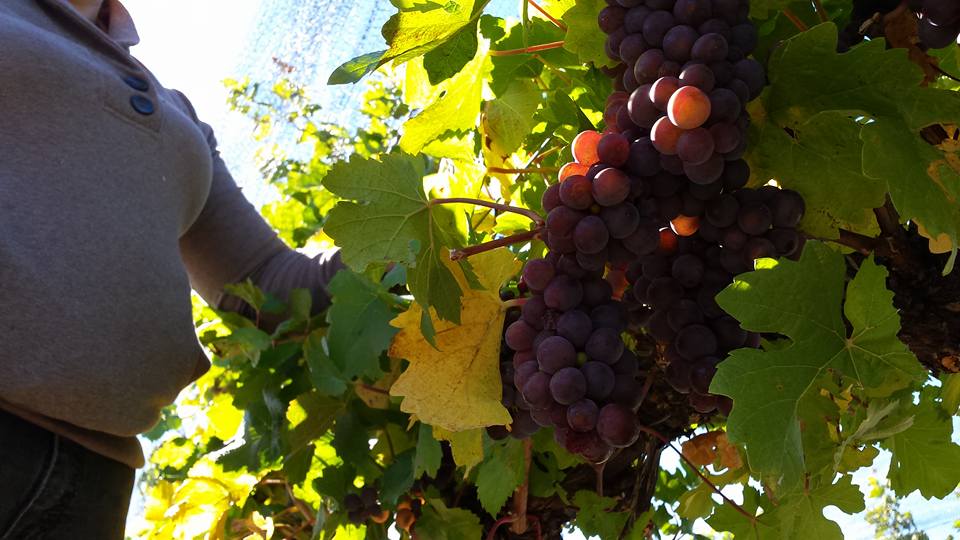 Happy vines mean happy wines in Hood River.