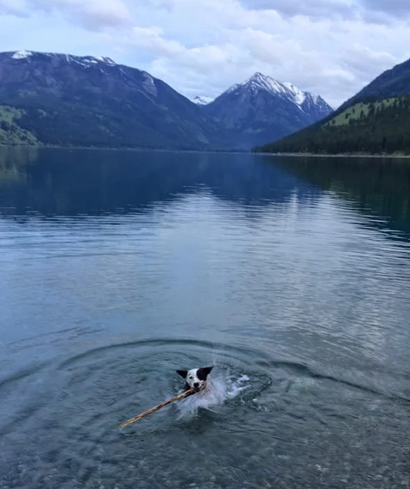 Wallowa, Oregon lake - Cody Bodie, cattle dog