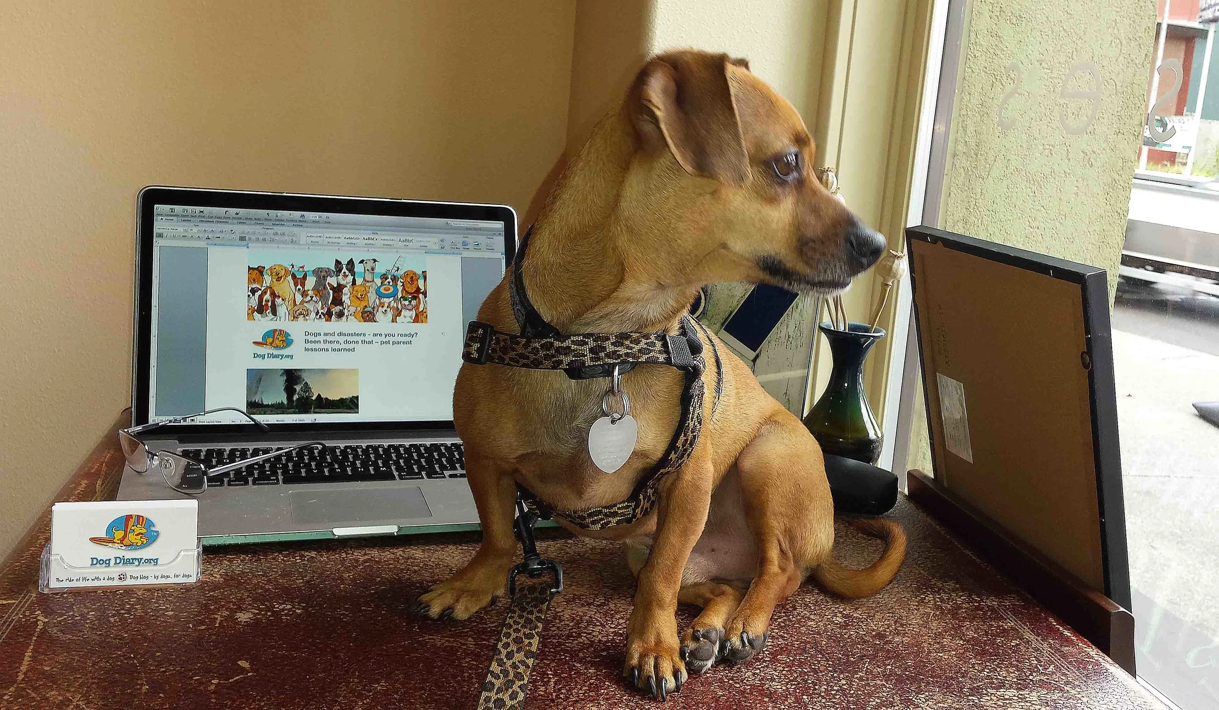 Looking for inspiration... Photo: Barb Ayers www.DogDiary.org