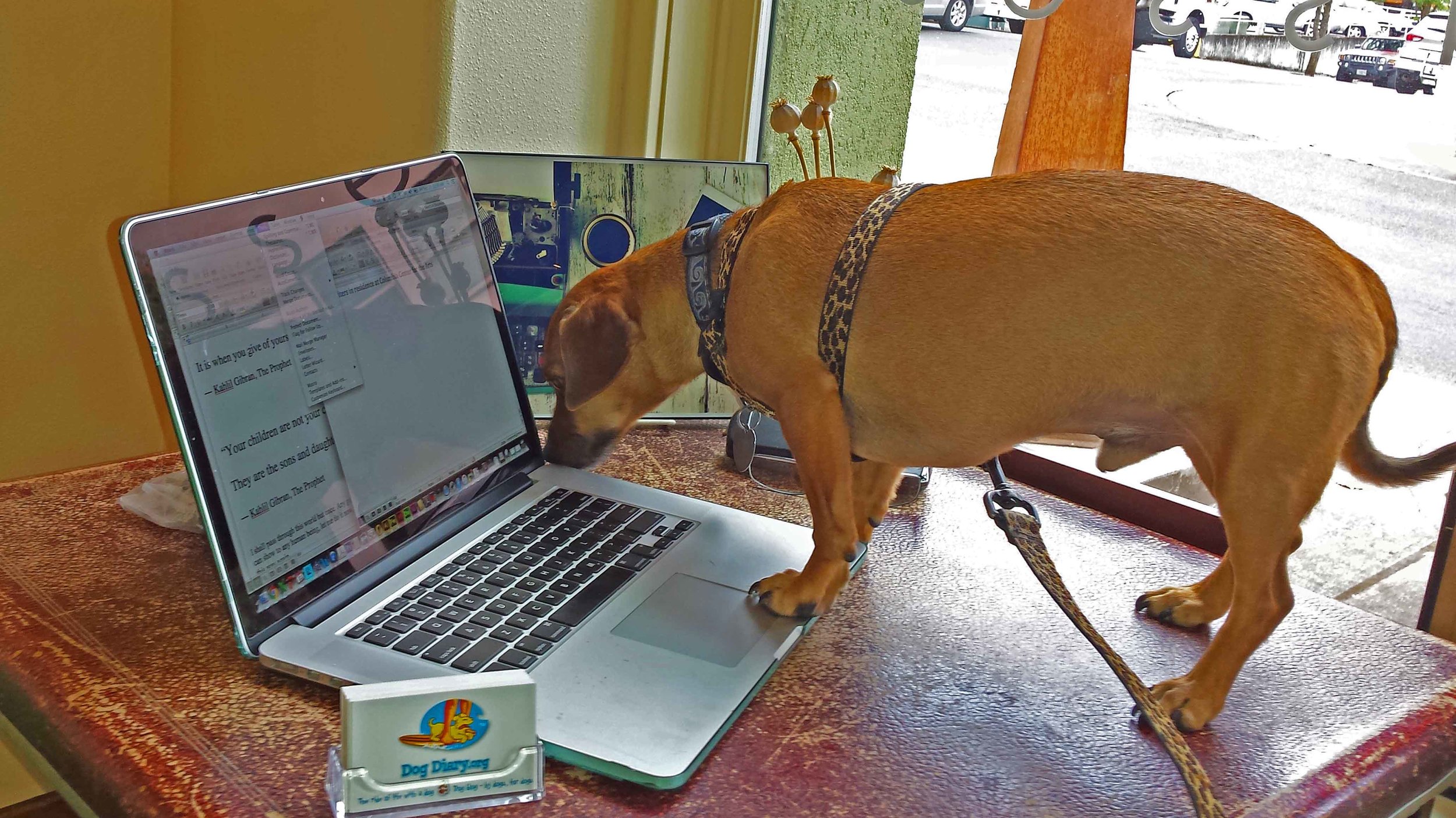 Photo: Barb Ayers www.DogDiary.org