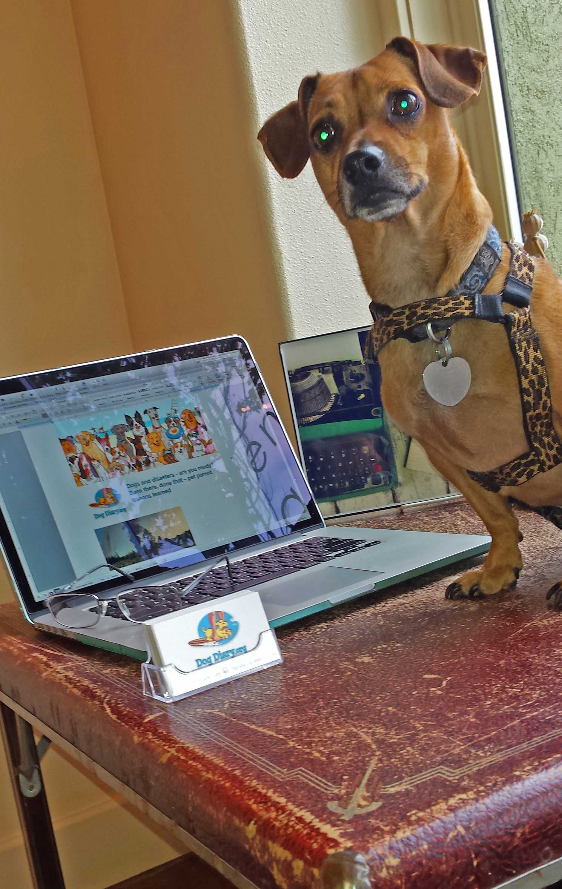 Photo: Barb Ayers www.DogDiary.org
