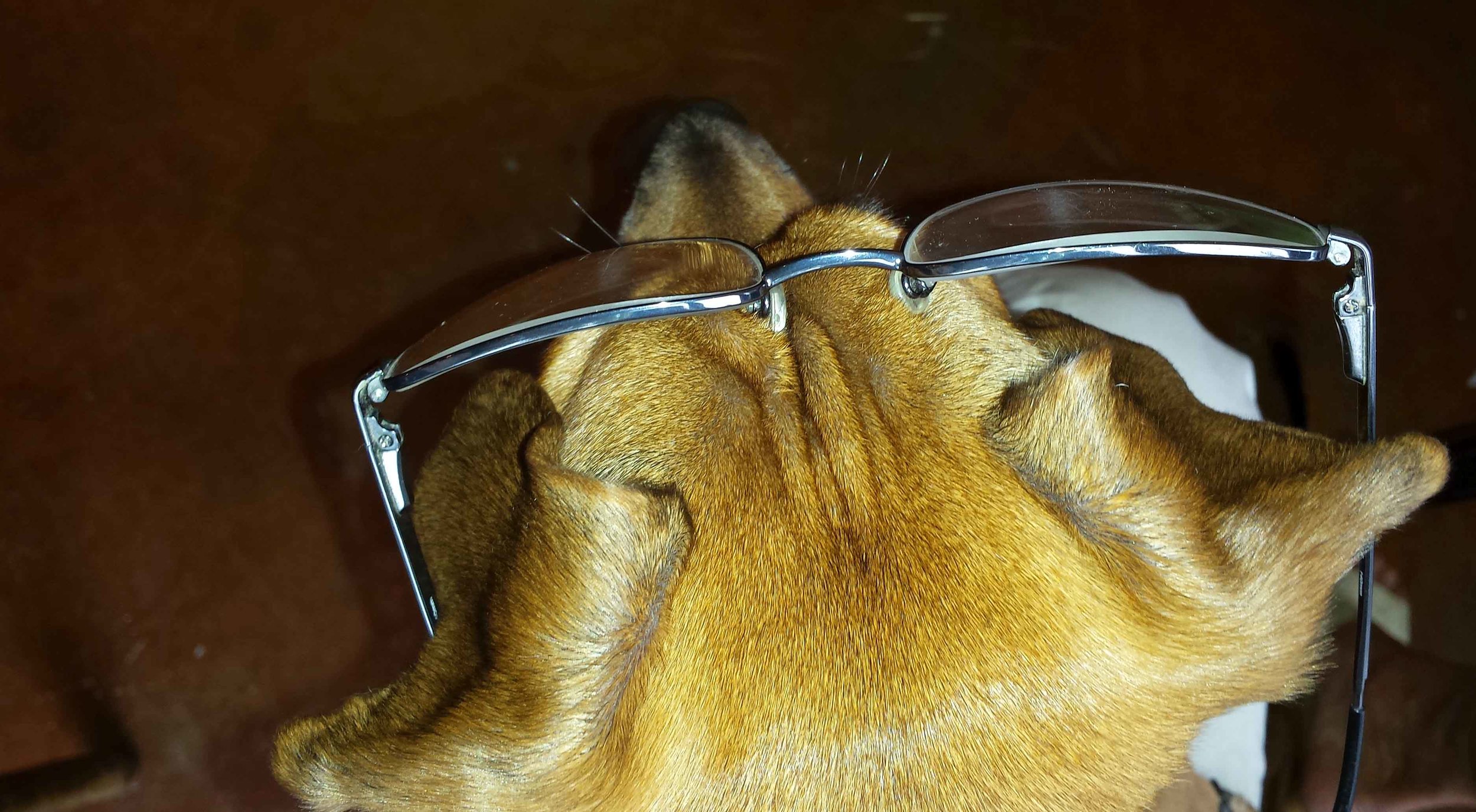 Photo: Barb Ayers www.DogDiary.org