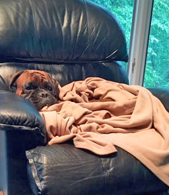 www.DogDiary.org