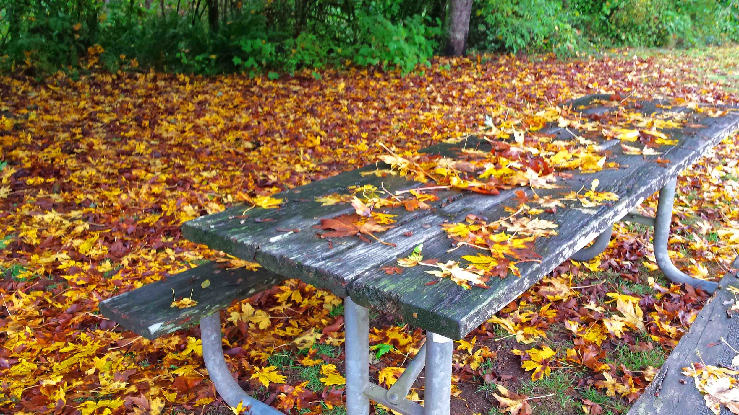 Oregon: crazy leaf season Photo: (c) Barb Ayers DogDiary.org