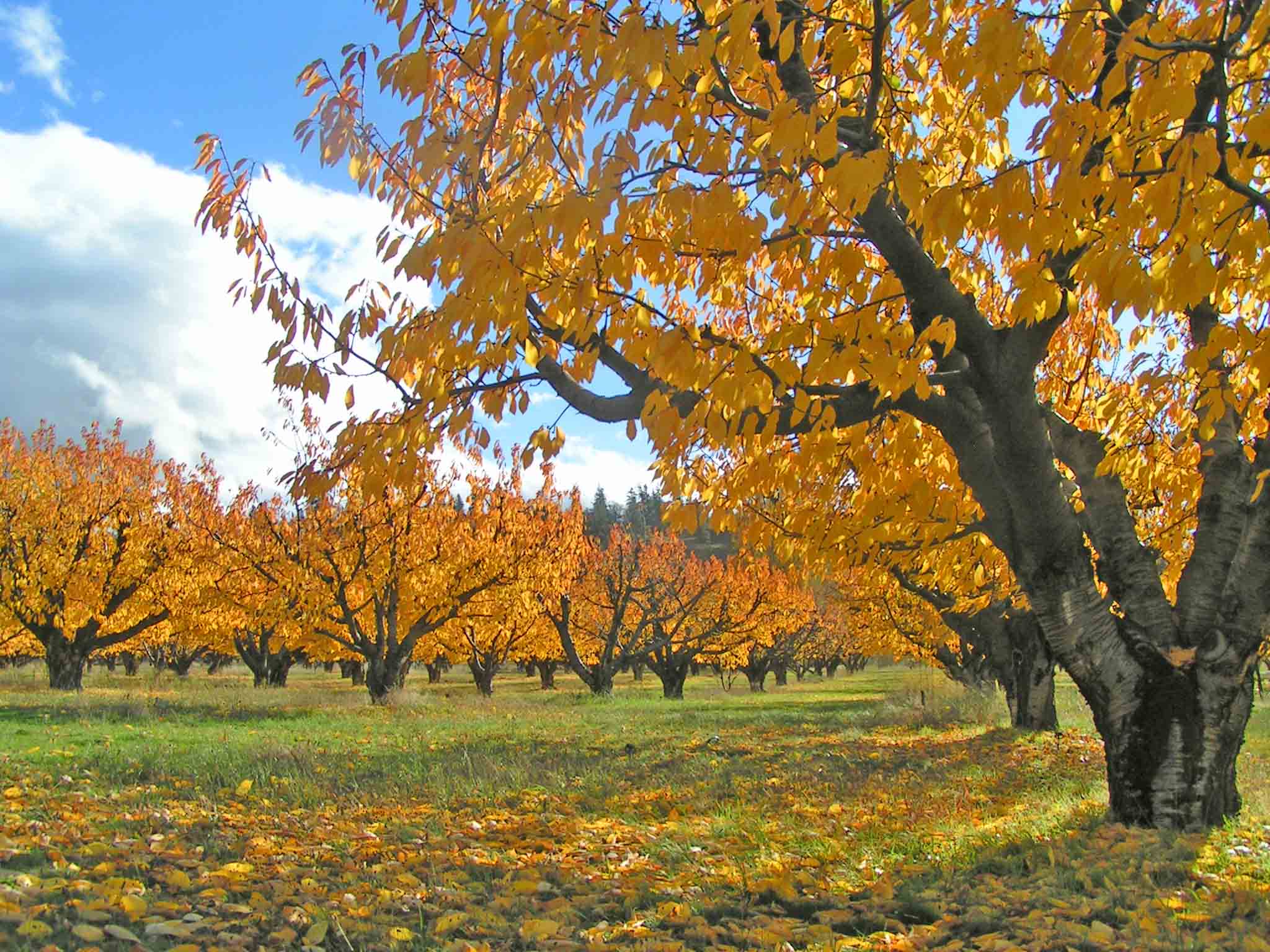 Fall leaves in our Gorge farming community. Photo: (c) Barb Ayers Dog Diary.org