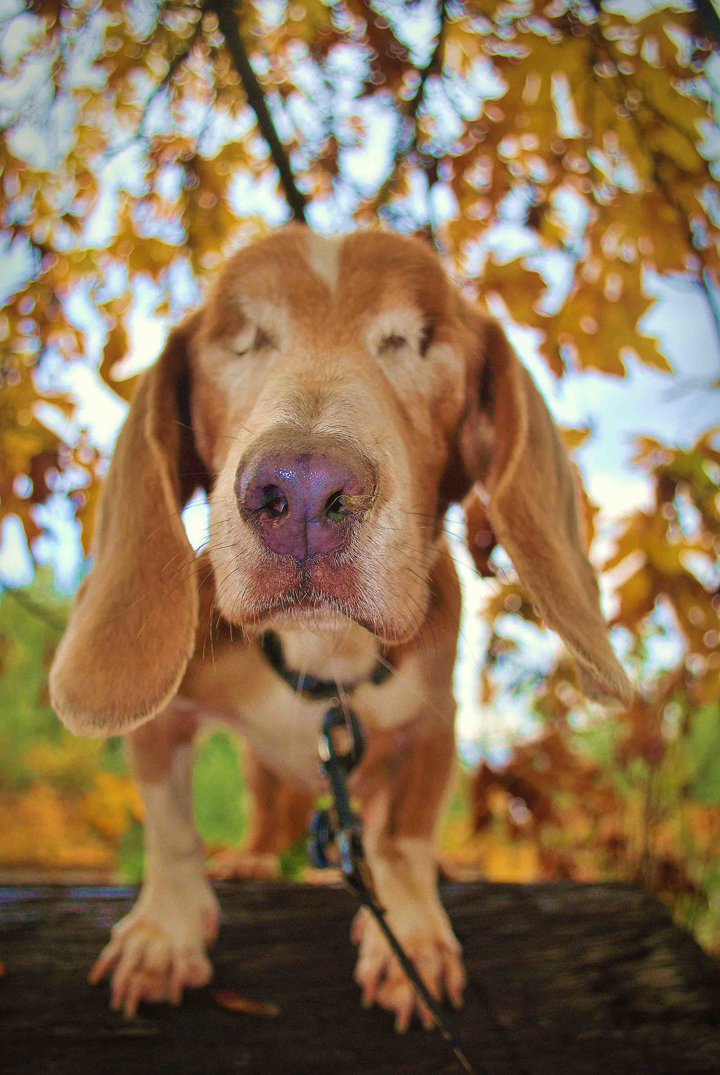 Dude of DogDiary.org Photo: (c) Barb Ayers