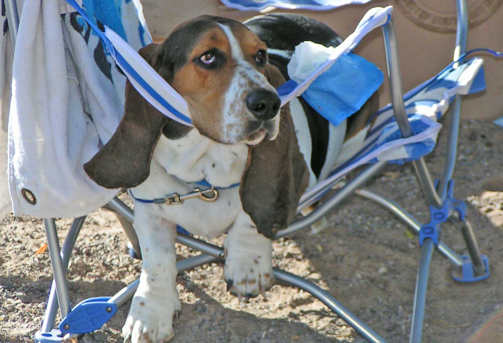 Elvis, son of Howdy - on the first day I adopted him - camping at the Colorado River. On lawn chairs, he was a natural. On a surfboard- not so much. But he learned from the best - Howdy was king of Dog Beach. Photo (c) Barb Ayers, DogDiary.org