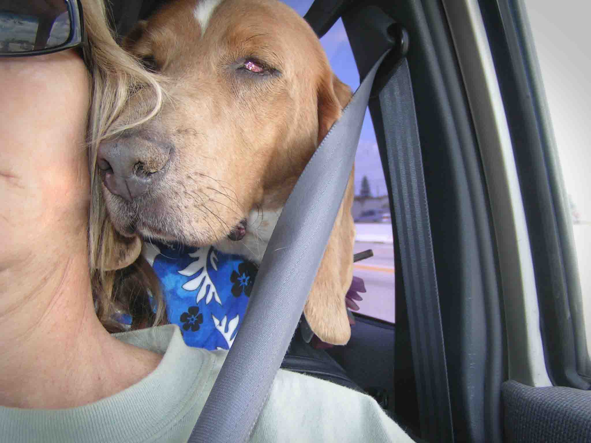 Dude in our first hour together - on the road home from adoption. His first name was Yardley. He came with eye problems. Photo (c) Barb Ayers, DogDiary.org