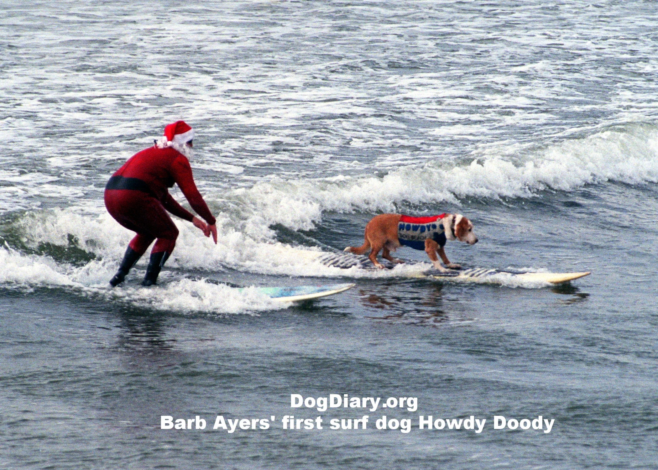 My first surf dog, Surf bassador, Dog Beach ambassador Howdy Doody snakes Santa's wave