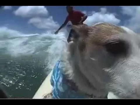 Hawaiian surf dogs shred the surf!