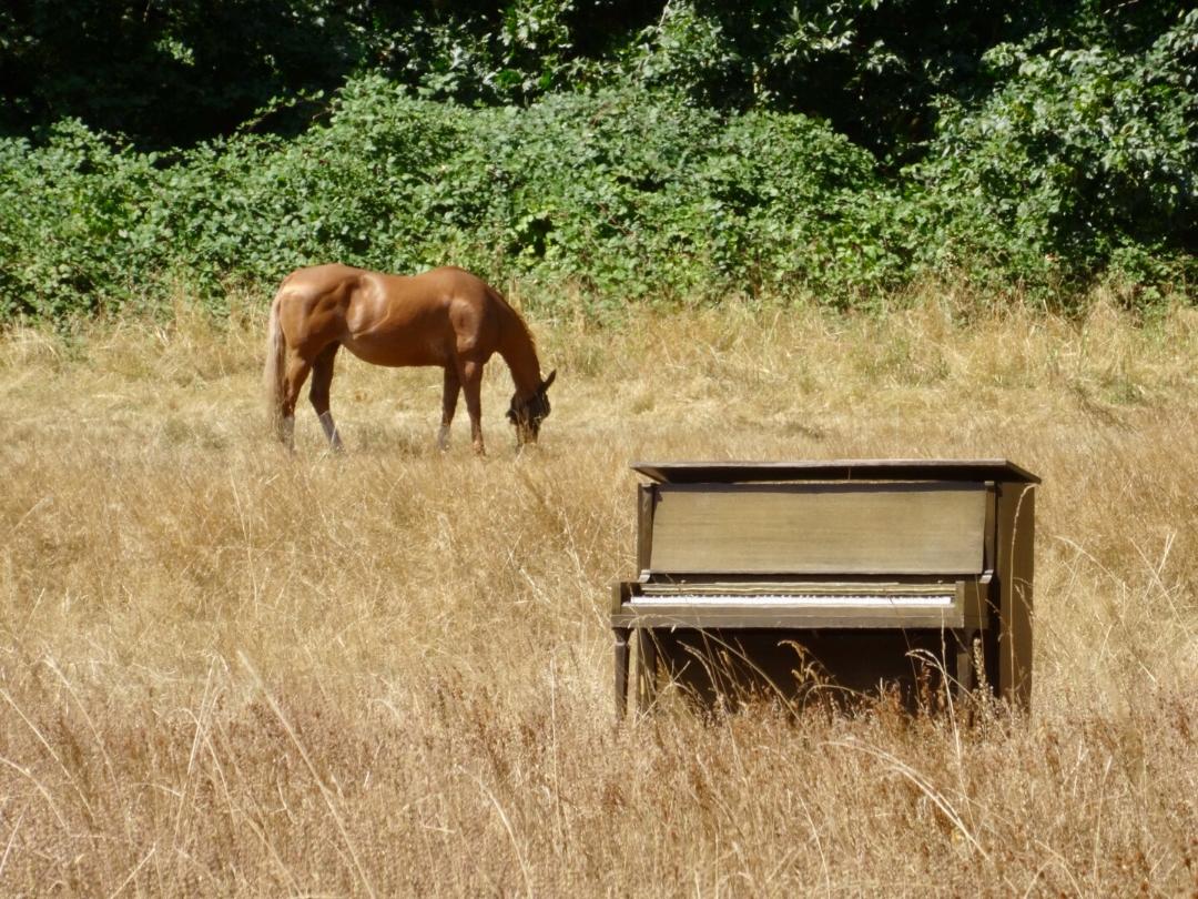 Only in Oregon! On our way across the state, we found this scene the weekend before the eclipse, near Eugene, Oregon. Photo by Pat Brown