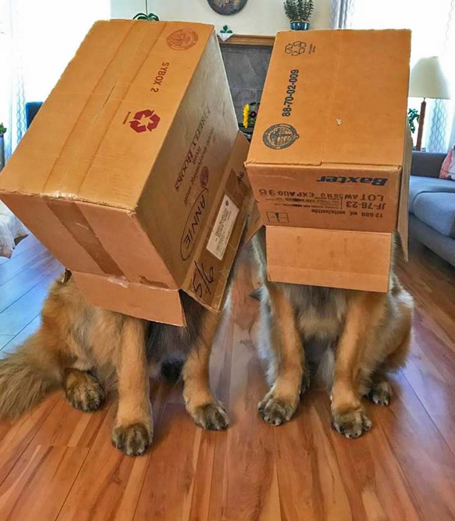 Gulliver and Murphy are ready for the eclipse in Astoria. Photo by Christina and Greg Merten