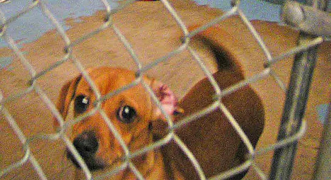 A New Year - time to begin again. My dinky doxie's rescue story - 14 years ago around New Year's.