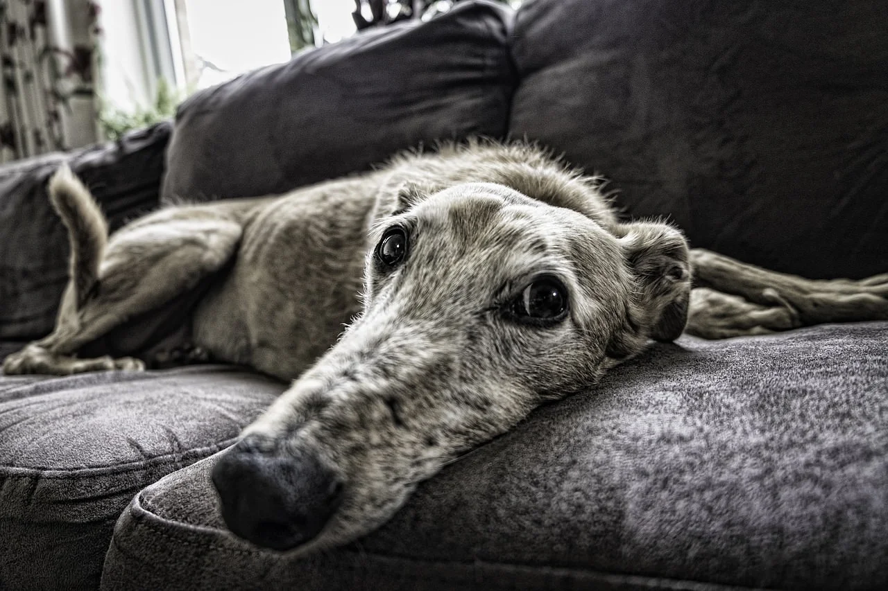 dog-2579885_1280.jpg