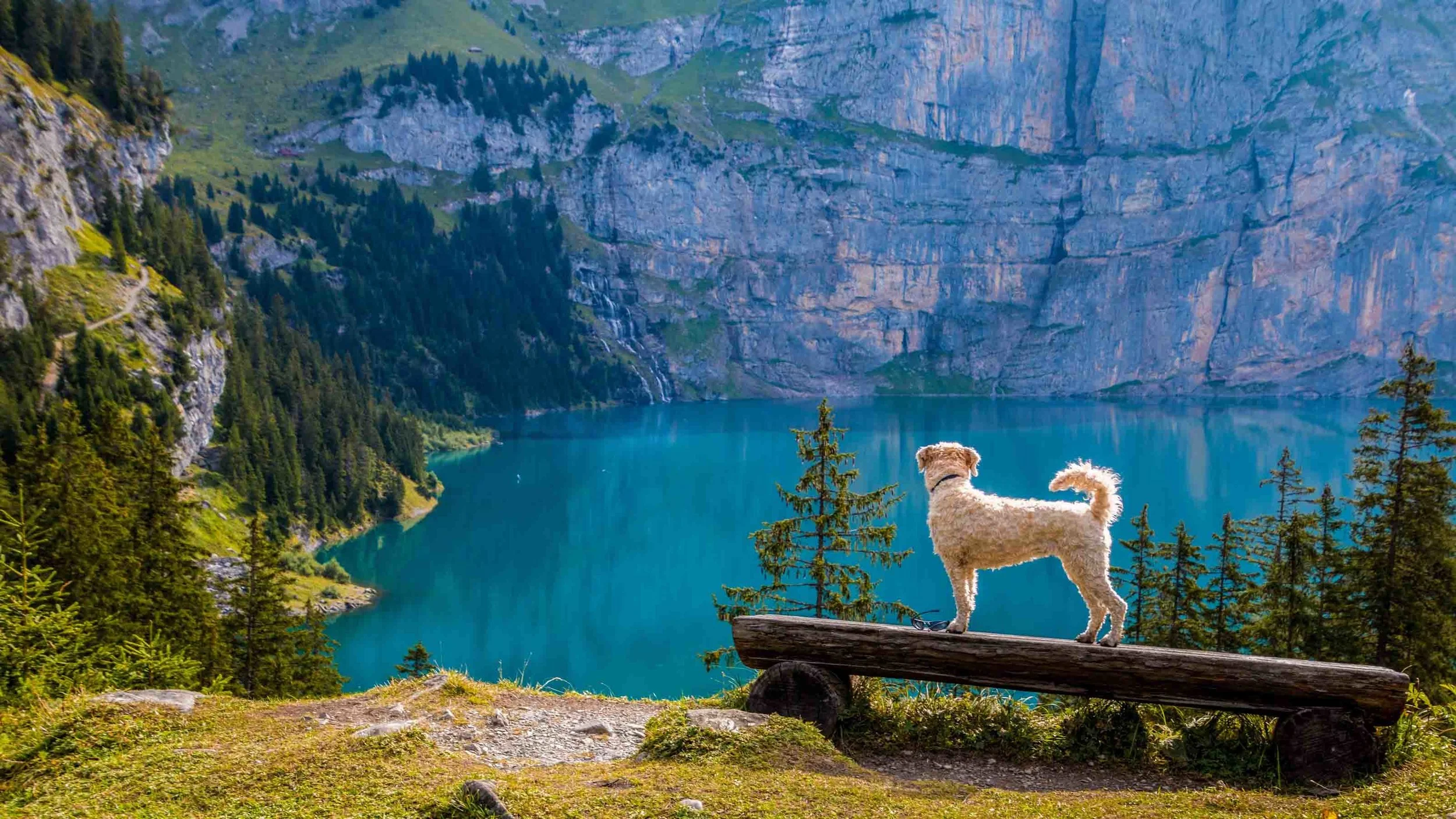 beautiful-conifers-dog-247522.jpg