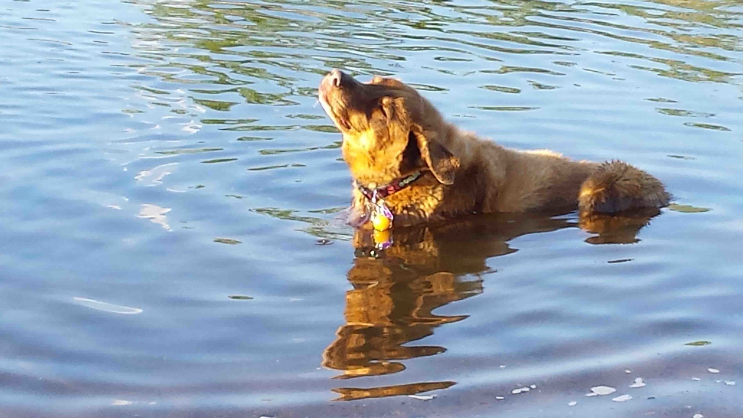 Mosier local Klaus, the big brown dog . Photo: (c) Barb Ayers, DogDiary.org