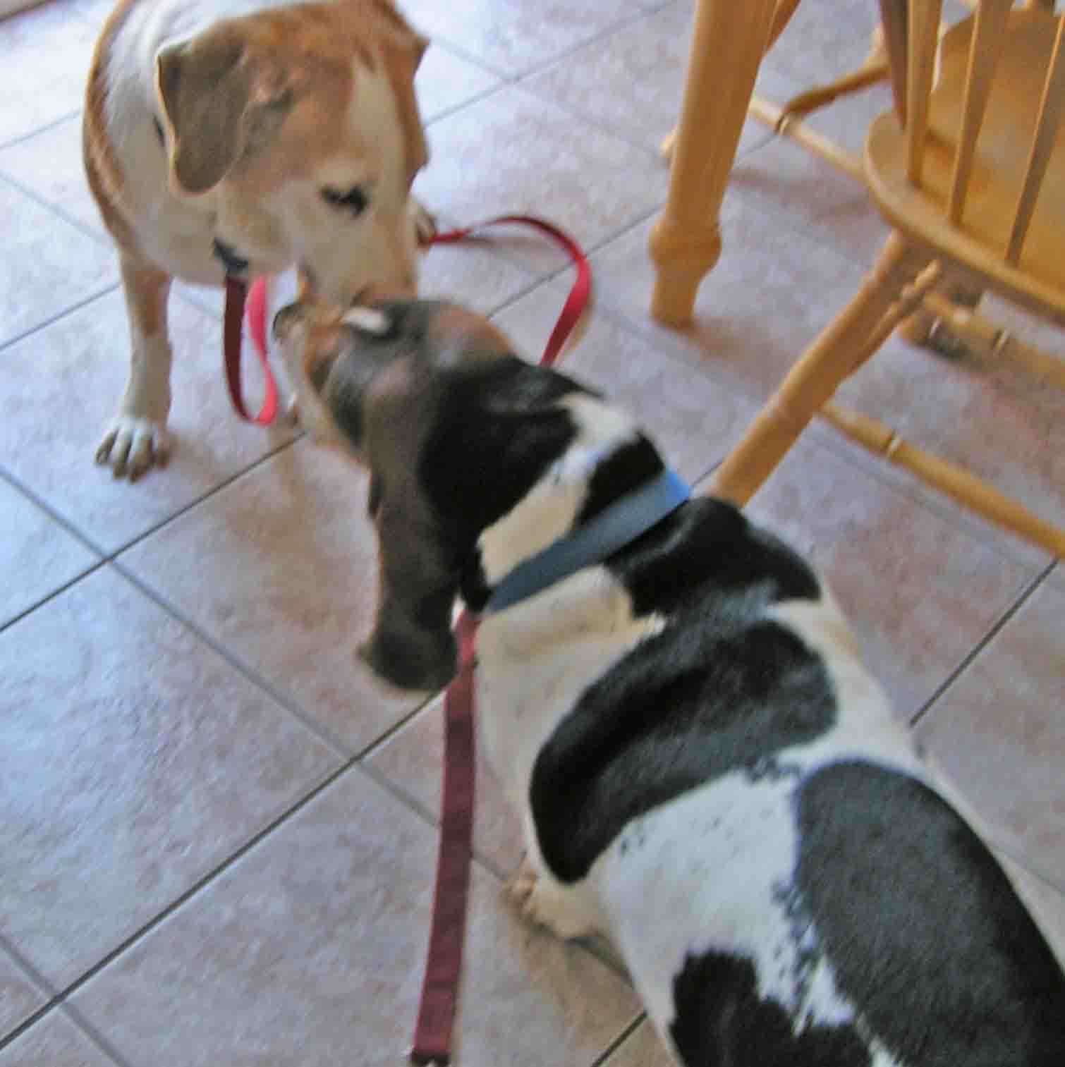 Yep. Dominance. Howdy and Elvis, adoption day . Nothing changed until Howdy left the building. Photo: (c) Barb Ayers, DogDiary.org
