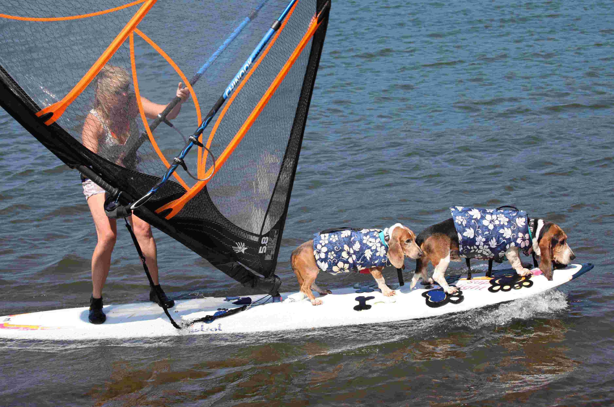 Two dog jibe - surf bassets #2 and #3 at Hood River Event Site, circa 2009. Photo (c): Barb Ayers, DogDiary.org