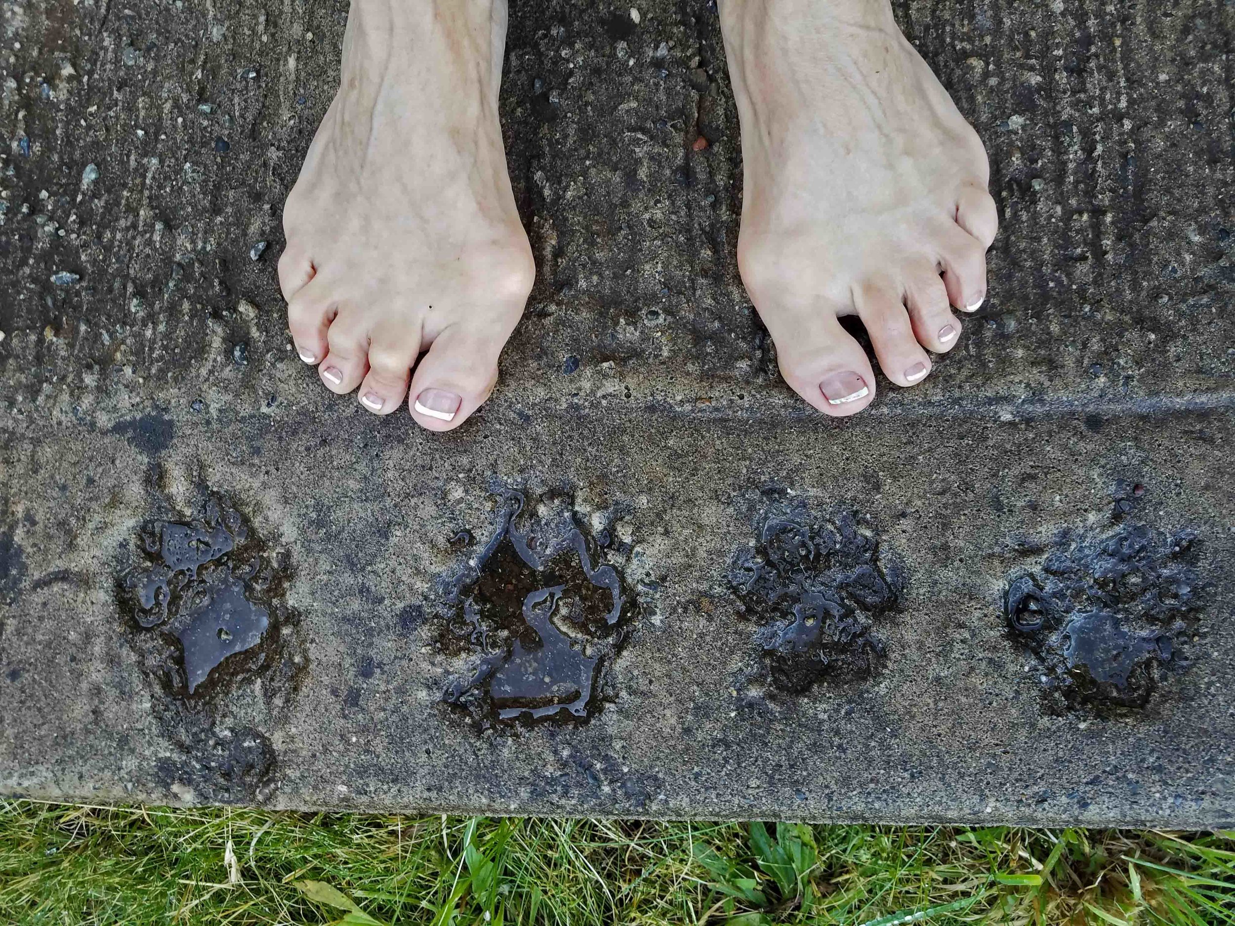 Elvis’ paw prints on the left ; Dude’s on the right. This morning. Photo: (c) Barb Ayers, DogDiary.org