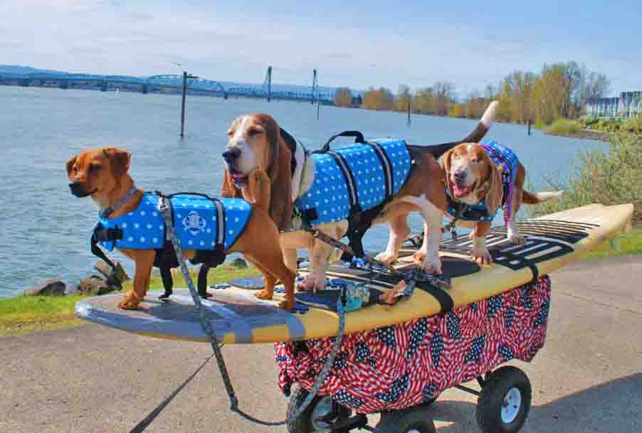 My 3 sons sidewalk surf, after Doodle came to town in 2012. Photo (c) Barb Ayers, DogDiary.org