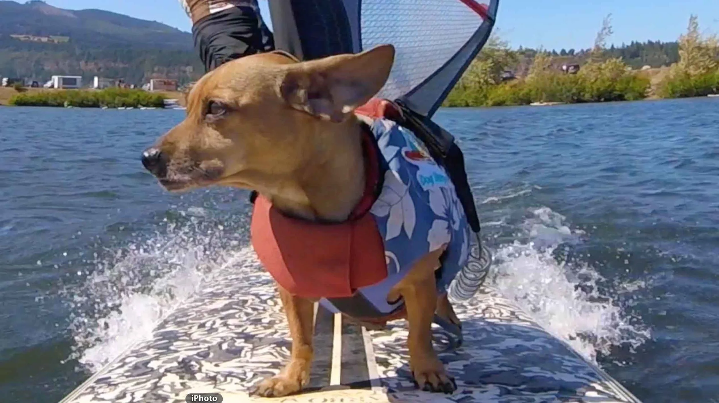Doxie Doodle's ear flapping windsurf ride. (GoPro video)