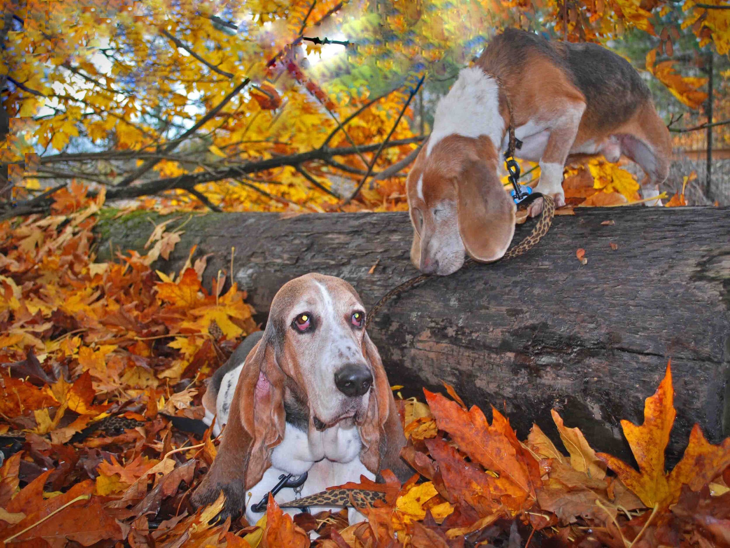 My kids in leaf attire - Elvis n Dude (RIP) in Mosier. Photo: (c) Barb Ayers, DogDiary.org