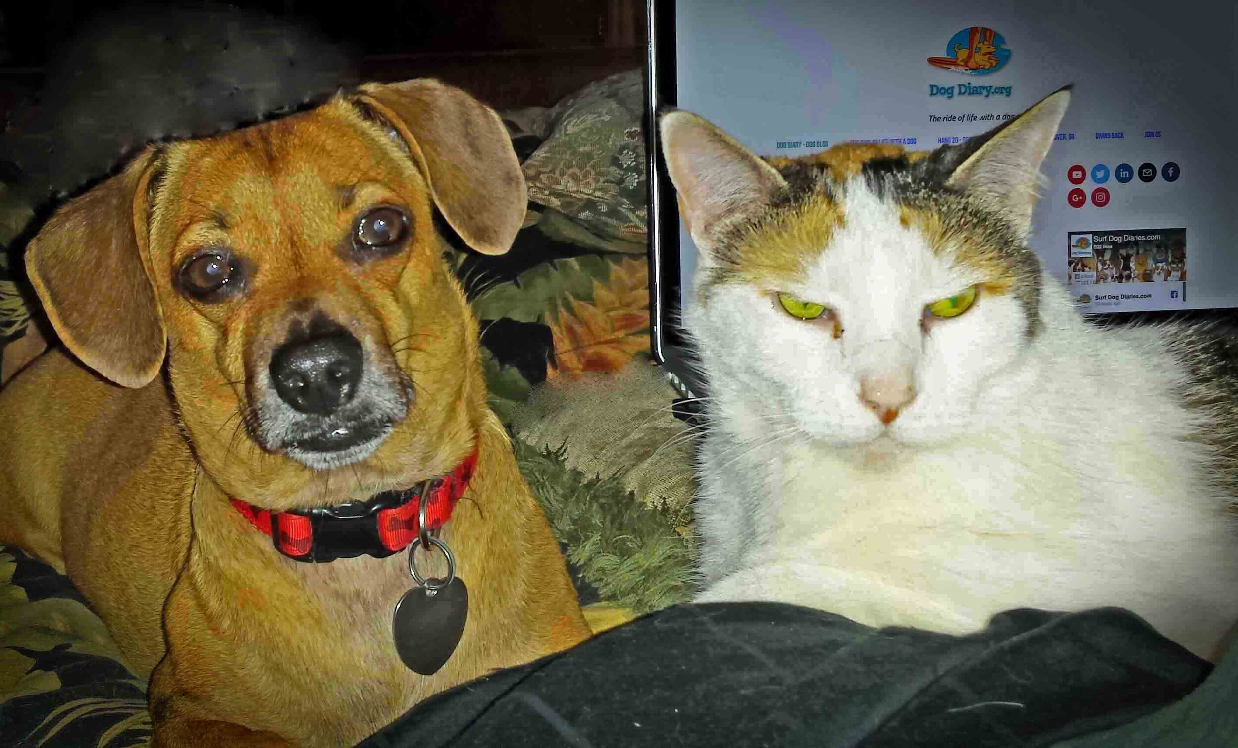 A dog blog, with a human and an ocassional cat.