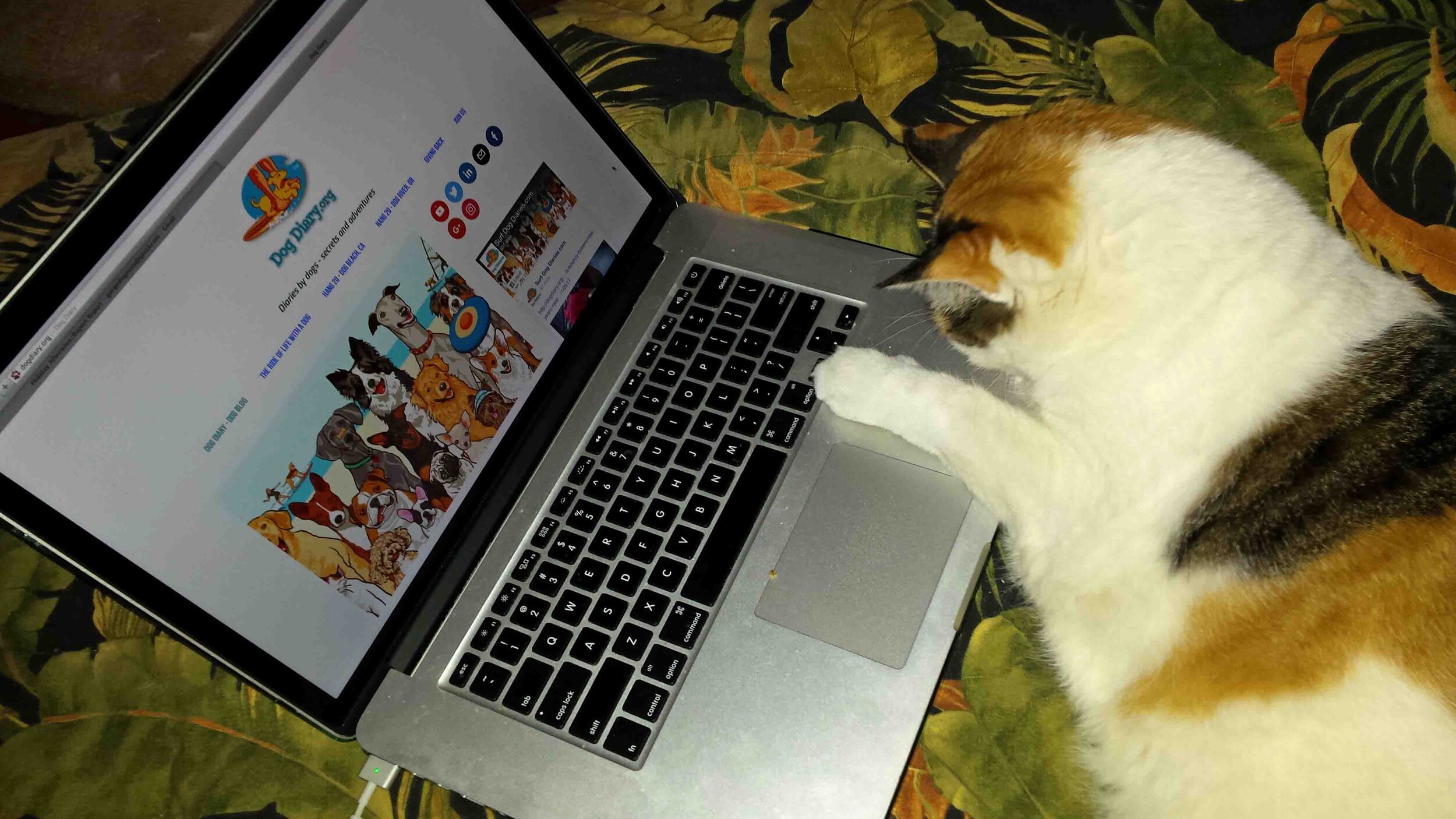 And an ocasional cat laptop.jpg