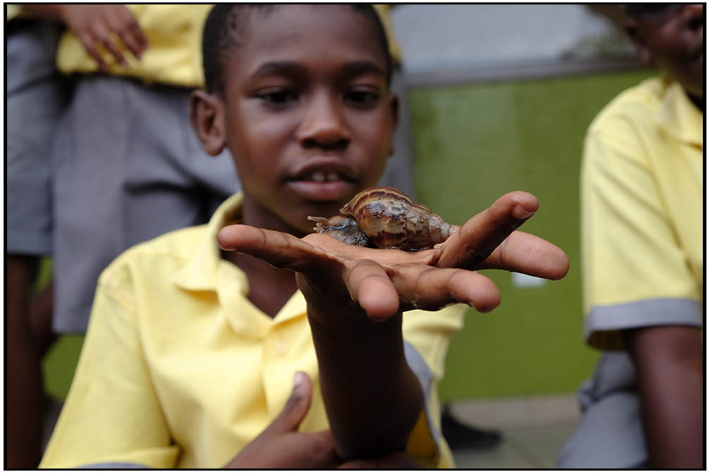 Snail Racing In Ghana