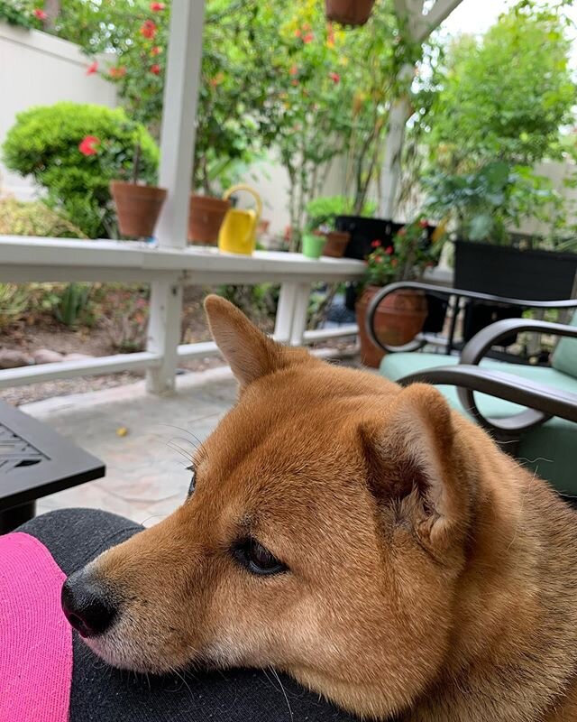 Having lunch outside on this beautiful day with a cute pup, enjoying the cool weather and trying to be introspective about it all.