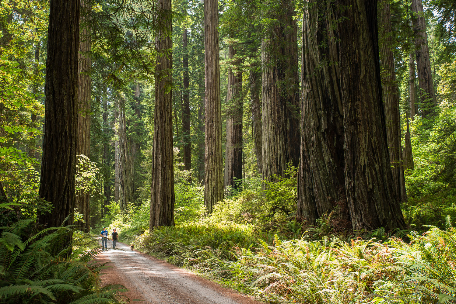 Redwoods, Northern California