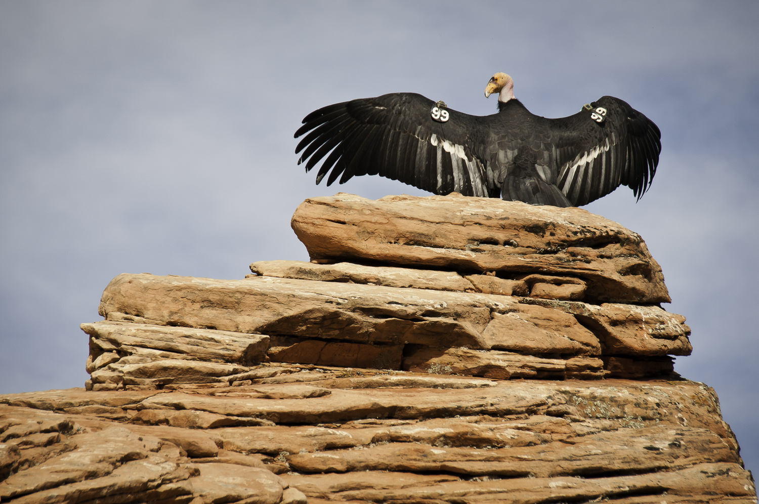 Condor - Zion National Park