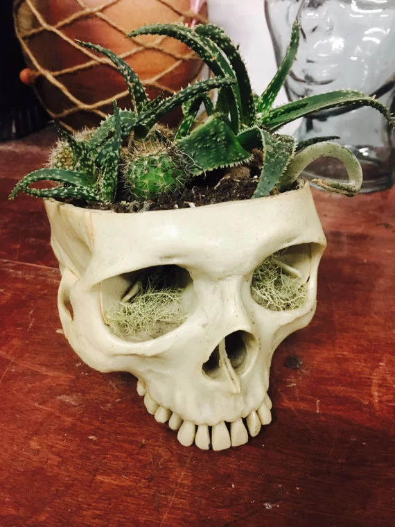 plant terrarium kit Complete Air Plant Terrarium kit with fairy characters and plants – Three  Bears Emporium