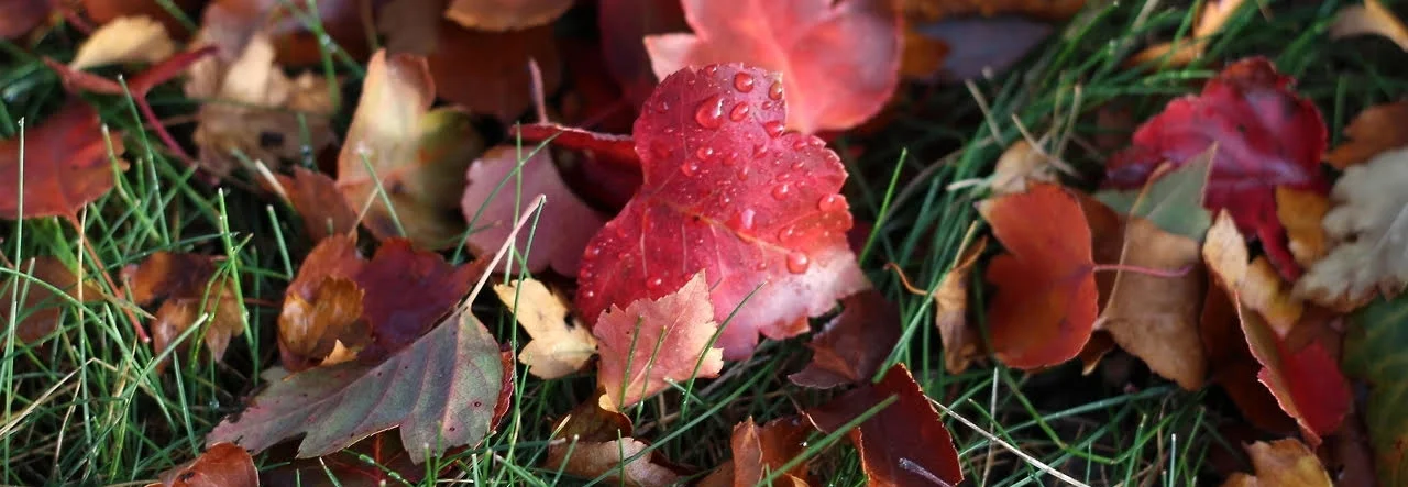 Autumn Leaves.jpg