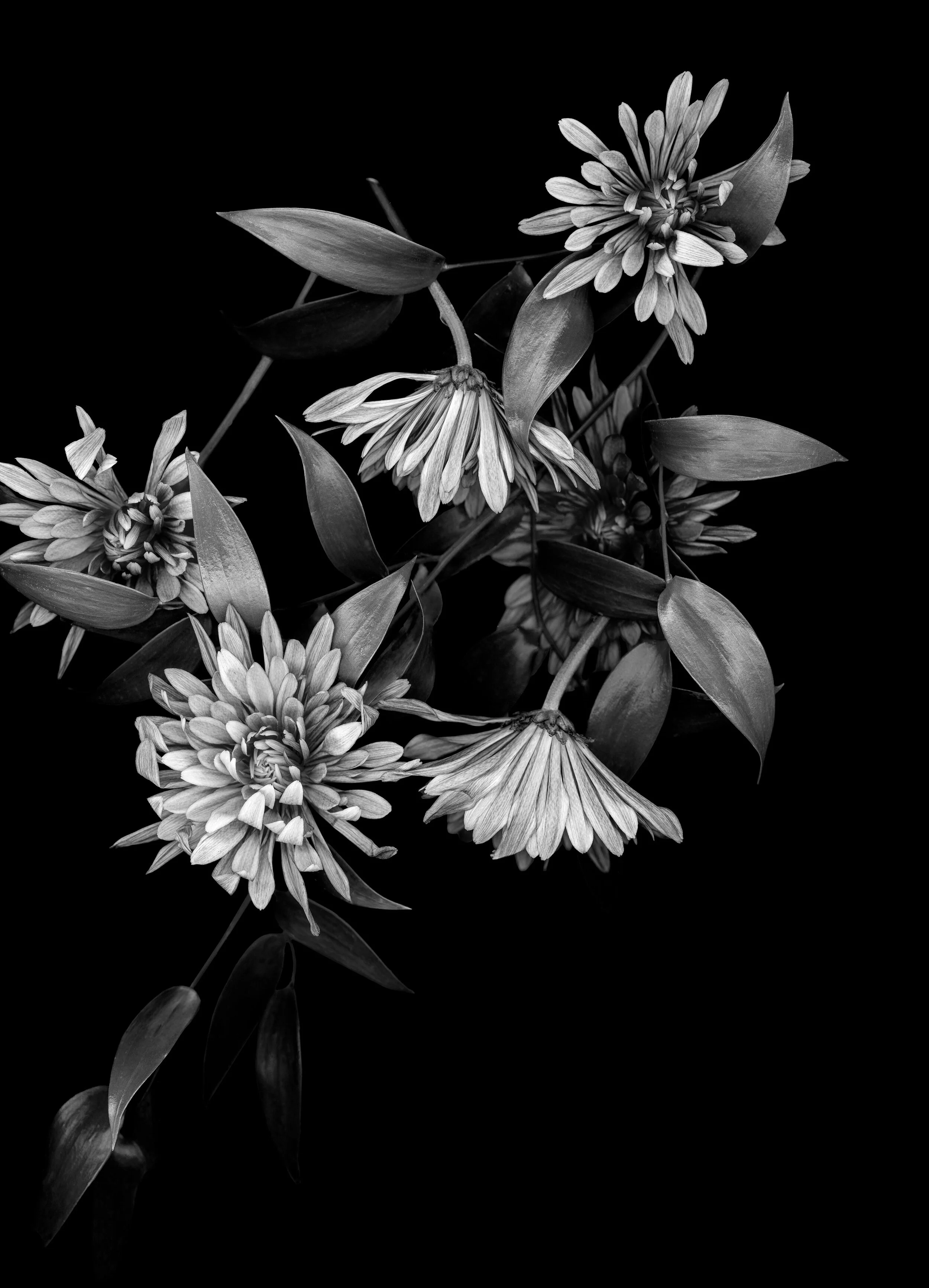 Floral Scan #15. Black and White