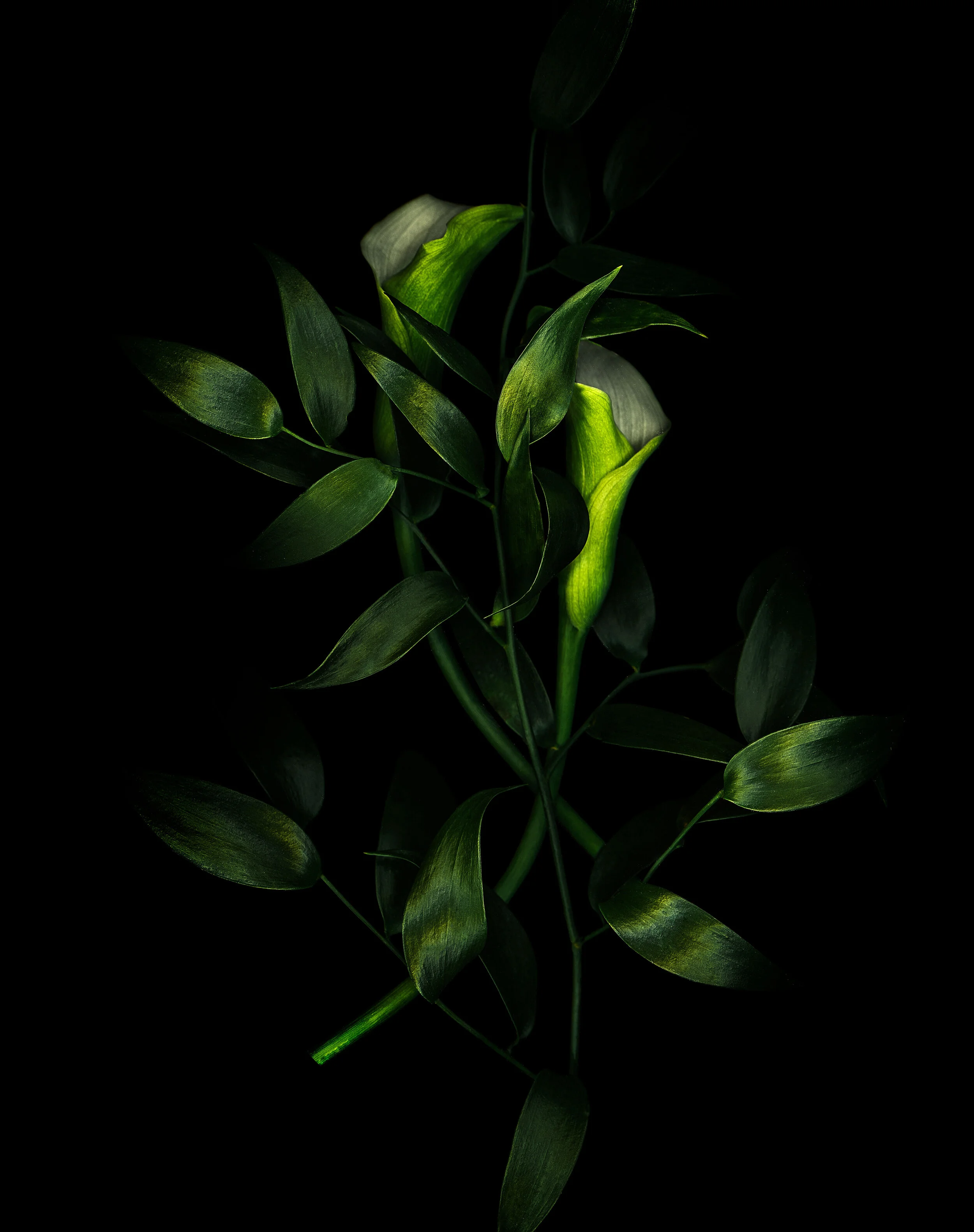 Floral_scan_18.jpg