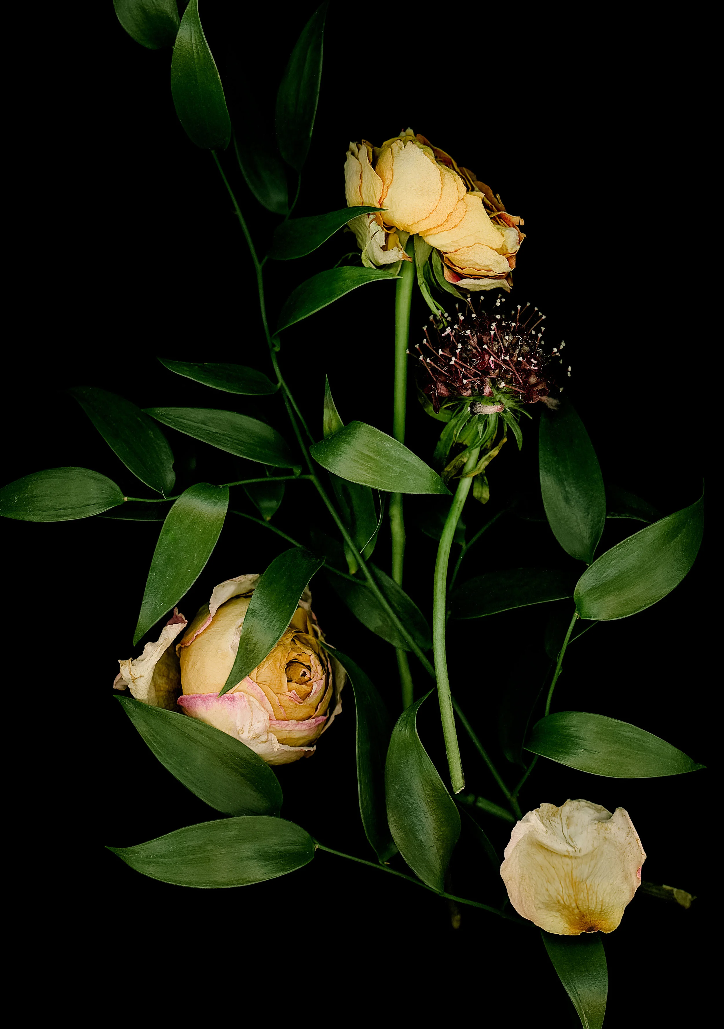 Floral_scan_7.jpg